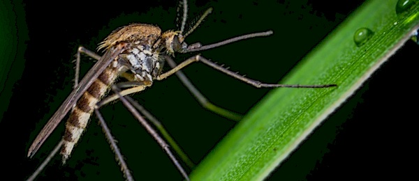 Mosquito Credits courses NJ, NY, PA